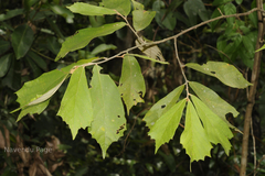 Pterospermum reticulatum